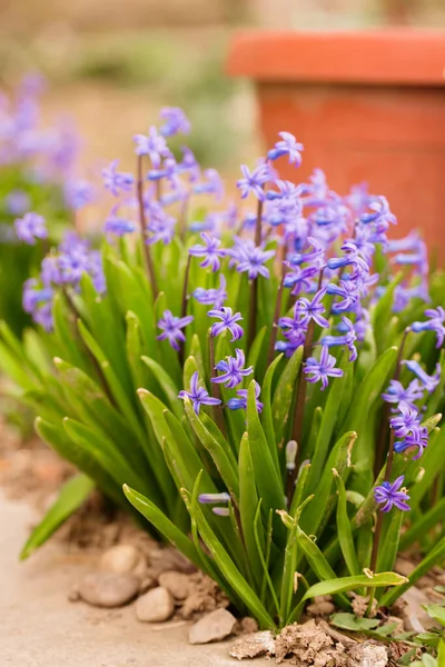 Vackra Blå Hyacinter Blommar Trädgården Våren — Stockfoto