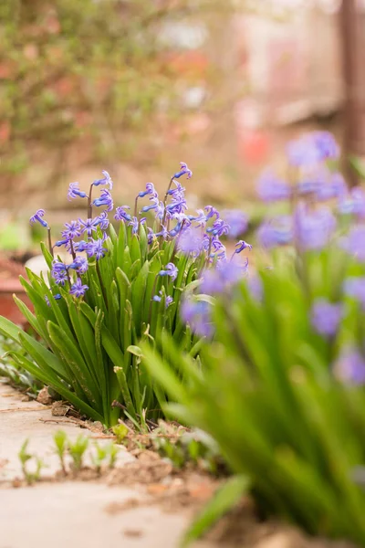 春には庭に美しい青いヒヤシンスが咲きます — ストック写真