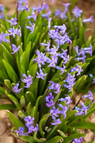 Kaunis Sininen Hyasintit Kukkivat Puutarhassa Keväällä — kuvapankkivalokuva
