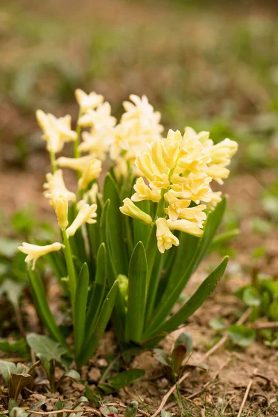 Piękne Żółte Hiacynty Kwitną Ogrodzie Wiosną — Zdjęcie stockowe
