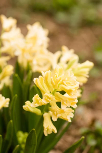 春には庭に美しい黄色のヒヤシンスが咲きます — ストック写真