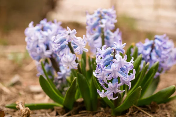 Beautiful Blue Hyacinths Bloom Garden Spring — Stock Photo, Image