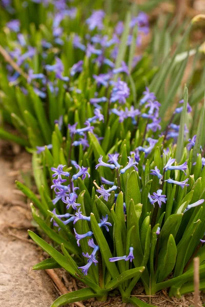 Piękne Niebieskie Hiacynty Kwitną Ogrodzie Wiosną — Zdjęcie stockowe