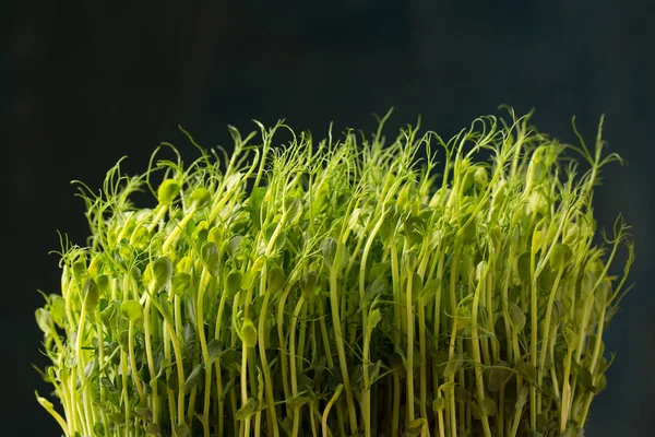 发芽的豌豆芽 深色背景下的微绿色 — 图库照片