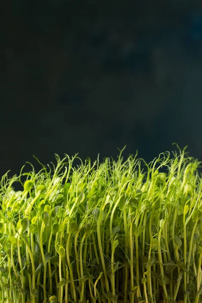 発芽したエンドウ豆の芽 濃い背景のマイクログリーン クローズアップ — ストック写真