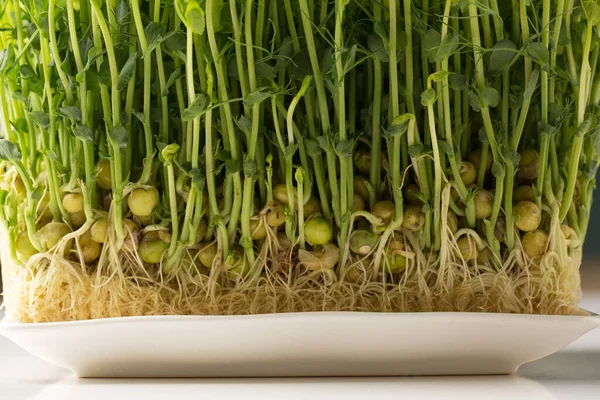 发芽的豌豆芽 微绿色在白色长方形盘上的白桌上 — 图库照片