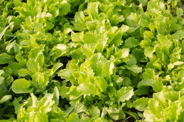 Genç salata marulu güneşli bir günde bir bahçe yatağında yetişir.