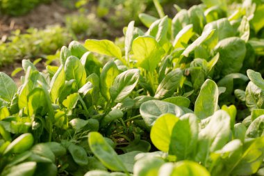 Genç ıspanak güneşli bir günde bahçe yatağında büyür.
