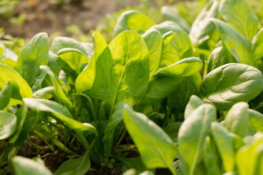 Genç ıspanak güneşli bir günde bahçe yatağında büyür.