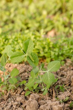 Genç bezelyeler güneşli bir günde bir bahçe yatağında büyür.
