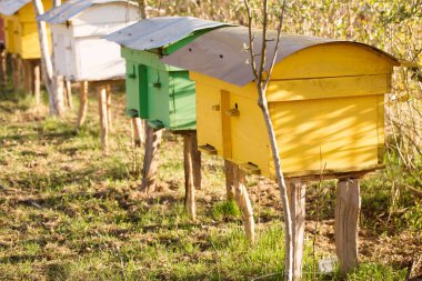 Güneşli bir günde bahar bahçesinde küçük renkli arı kovanları