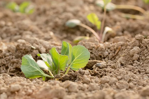 Jungkohl Wächst Einem Sonnigen Tag Beet — Stockfoto