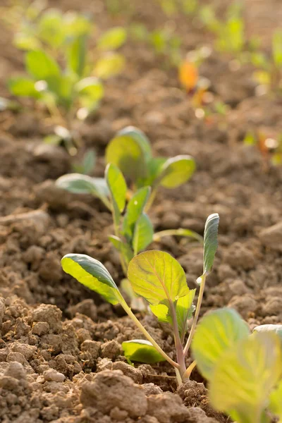 Mladé Zelí Roste Zahradním Lůžku Slunečného Dne — Stock fotografie