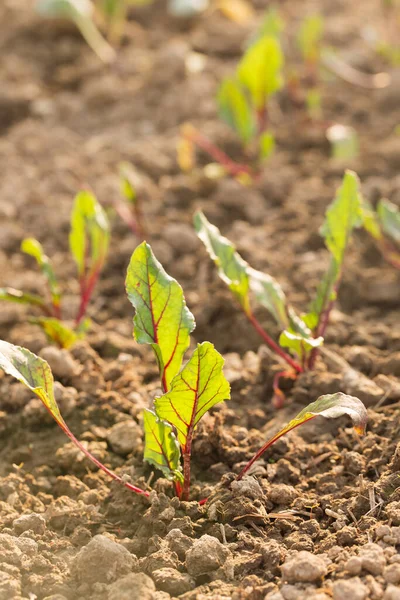 Mladé Řepy Rostou Zahradním Lůžku Slunečného Dne — Stock fotografie