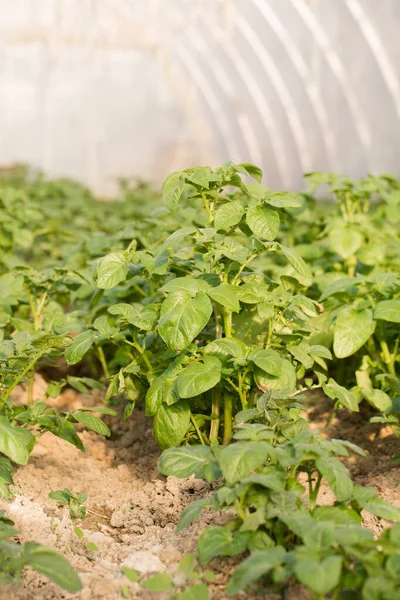 Junge Kartoffeln Wachsen Gewächshaus Für Eine Frühe Ernte — Stockfoto
