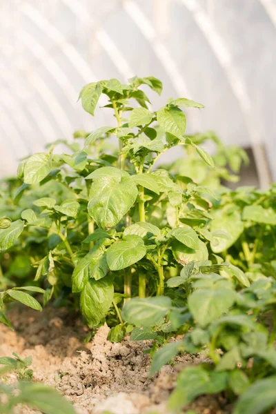 Young Potatoes Grow Greenhouse Early Harvest — Stock Photo, Image