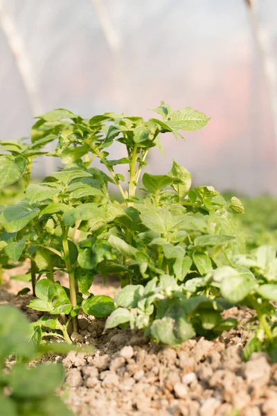 Junge Kartoffeln Wachsen Gewächshaus Für Eine Frühe Ernte — Stockfoto