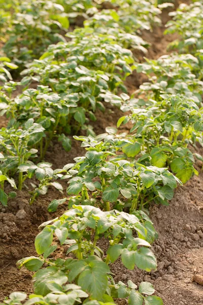Batatas Jovens Crescem Uma Estufa Para Uma Colheita Precoce — Fotografia de Stock
