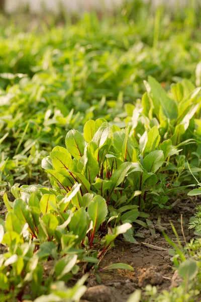 Young Beetroots Grow Garden Bed Sunny Day — Stock Photo, Image