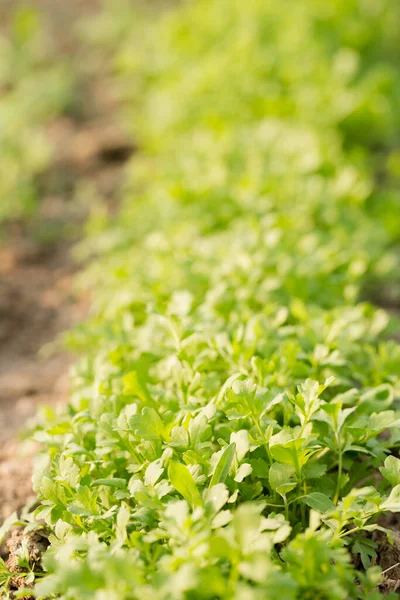 Frischer Scharfer Brunnenkresse Salat Auf Dem Beet — Stockfoto