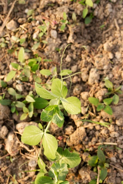 晴れた日に庭のベッドで若い緑のエンドウ豆が成長する — ストック写真