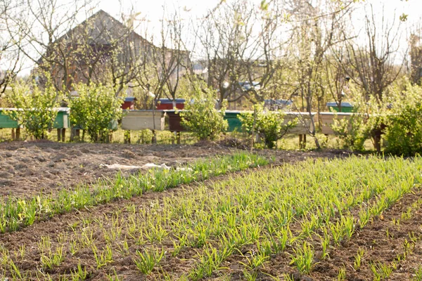 Blick Auf Einen Frühlingsgarten Mit Gemüsebeeten Einem Sonnigen Tag — Stockfoto