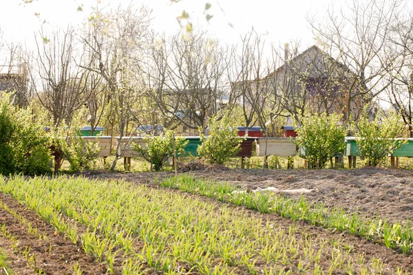 Blick Auf Einen Frühlingsgarten Mit Gemüsebeeten Einem Sonnigen Tag — Stockfoto