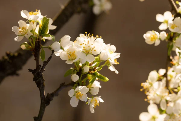 Blooming Plum Early Spring Garden Sunny Day — Stock Photo, Image