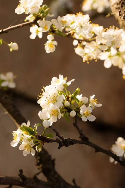 Ciruela Floreciente Principios Primavera Jardín Día Soleado —  Fotos de Stock