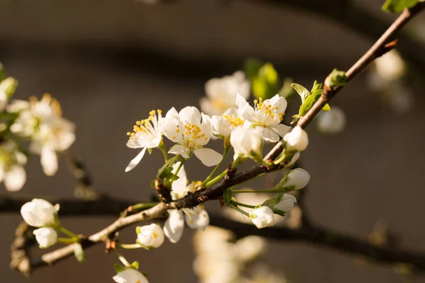 Blooming Plum Early Spring Garden Sunny Day — Stock Photo, Image