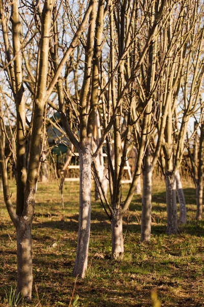 Een Jonge Tuin Met Bomen Het Vroege Voorjaar Een Zonnige — Stockfoto
