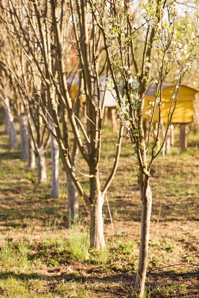 Güneşli Bir Günde Ilkbaharda Ağaçları Olan Genç Bir Bahçe — Stok fotoğraf
