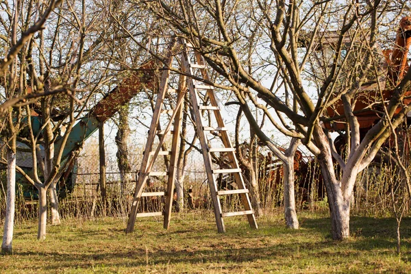 Ung Trädgård Med Träd Tidigt Våren Solig Dag — Stockfoto