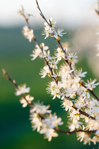 在早春的傍晚开花的黑荆棘 — 图库照片