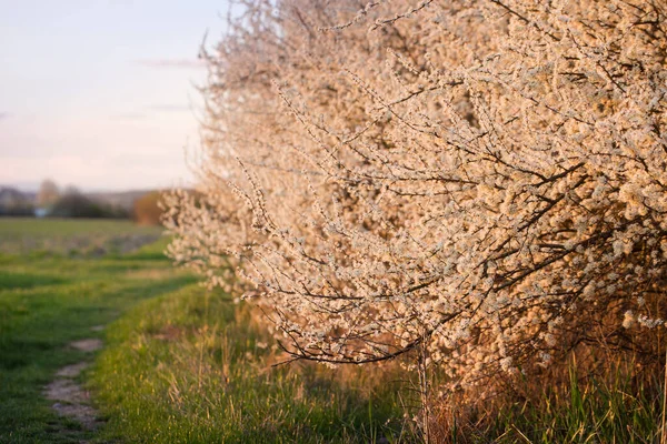 Blühende Schlehe Zeitigen Frühling Abend — Stockfoto