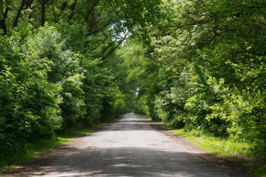 Güneşli bir günde ağaçların arasından yeşil yol çıkıyor.