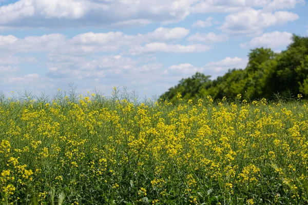 Field Flowering Mustard Sky Clouds Summer Sunny Day — Stock Photo, Image