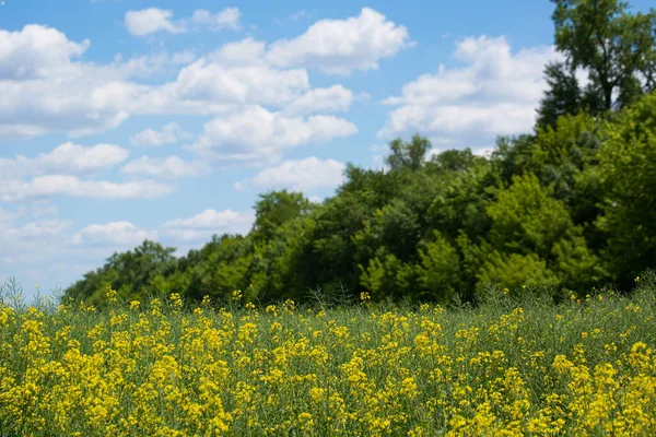 夏の晴れた日に雲と空に対する開花マスタードのフィールド — ストック写真