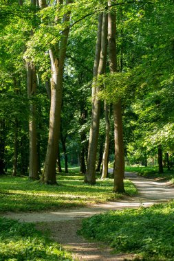 Baharda bahar parkında yürüyüş yolu