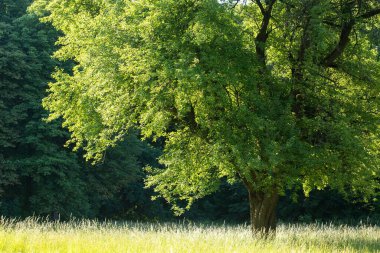 Parkta güneşli bir yaz gününde çimlerin üzerinde büyük yaşlı bir ağaç.