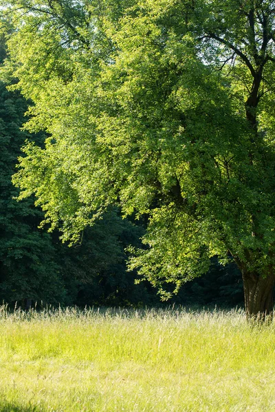 Uma Árvore Velha Grande Gramado Com Grama Dia Ensolarado Verão — Fotografia de Stock