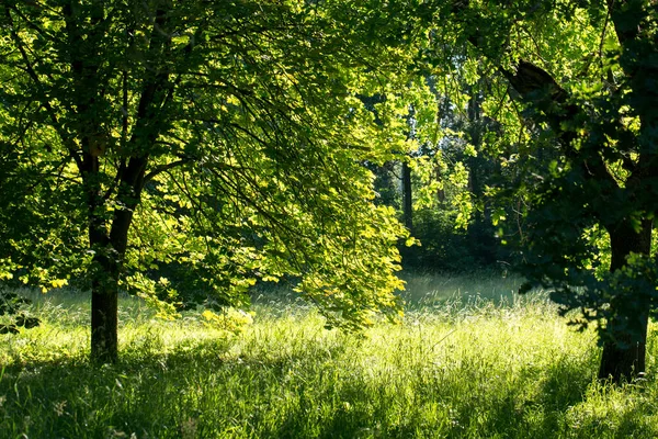 Δέντρα Γκαζόν Γρασίδι Μια Ηλιόλουστη Καλοκαιρινή Μέρα Στο Πάρκο — Φωτογραφία Αρχείου
