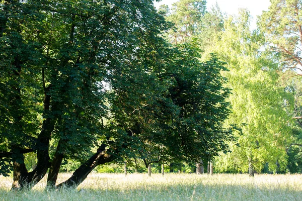 Ein Großer Alter Baum Auf Einer Rasenfläche Einem Sonnigen Sommertag — Stockfoto