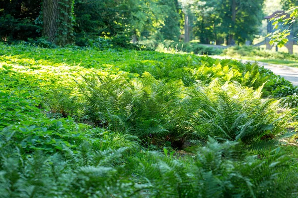 Vert Fougère Luxuriante Par Une Matinée Ensoleillée Dans Parc Printemps — Photo