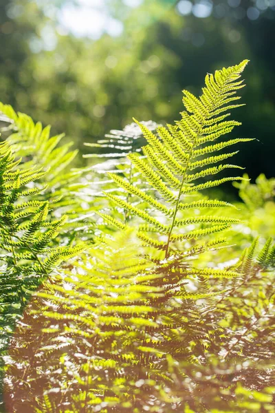 Saftiges Farngrün Einem Sonnigen Morgen Frühlingspark — Stockfoto