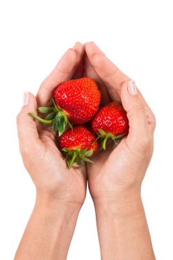 Beyaz arka planda izole edilmiş sulu olgun büyük çilekleri tutan kadın eller.