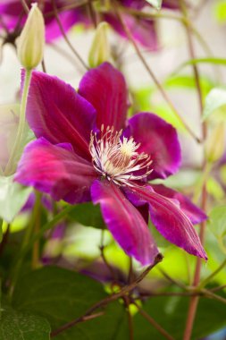 Klematis sarmaşığının güzel mor çiçeği bahçede.