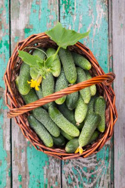 Asma sepetinde kıtır kıtır salatalıklar.