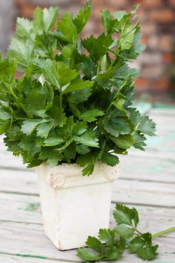 Köy arka planında aromatik kereviz yaprakları buketi.