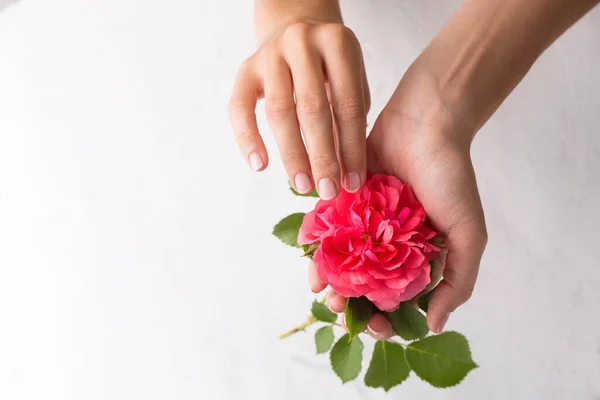 Goed Verzorgde Vrouwelijke Handen Houden Een Roze Roos Vast — Stockfoto